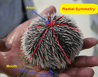 symmetry examples biology radial definition bilateral animals urchin lesson body marine jellyfish radical study function point summary phylum ctenophora